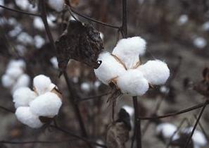 Cotton bolls ready for harvest