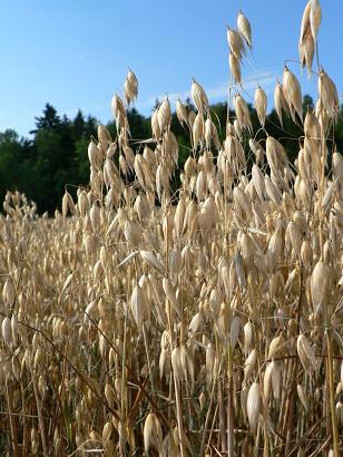 oats-closeup