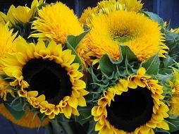 sunflower-plant