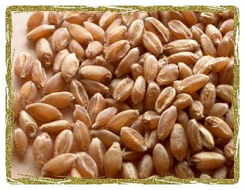 wheat grains